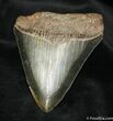 Nice Georgia Inch Megalodon Tooth #1033-1